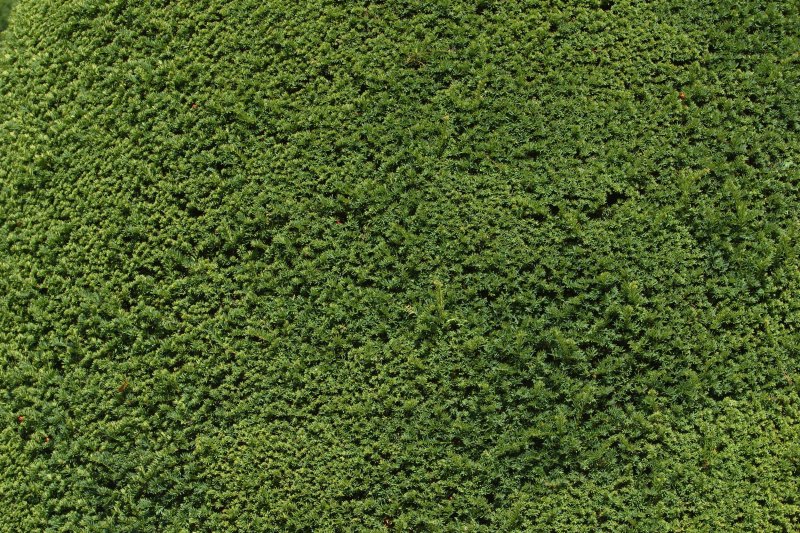 Grass Green ягель