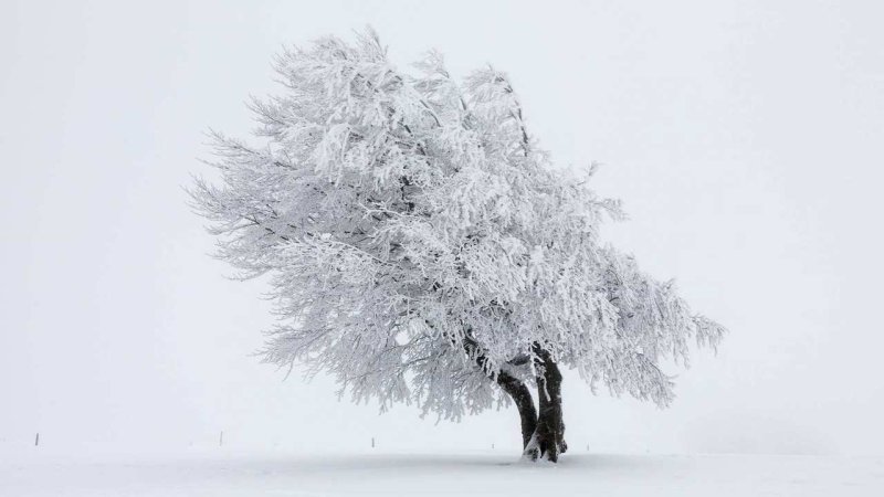 Заснеженные деревья