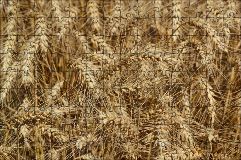 Фон колосья