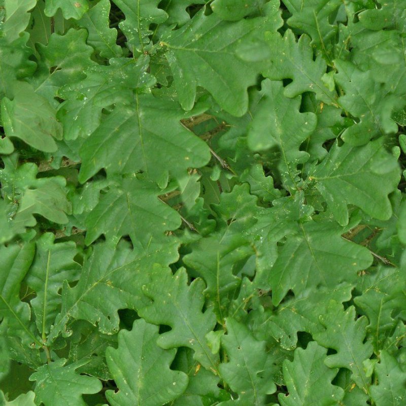 Листва дуба