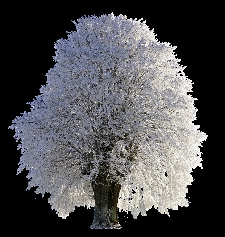 Зимние деревья