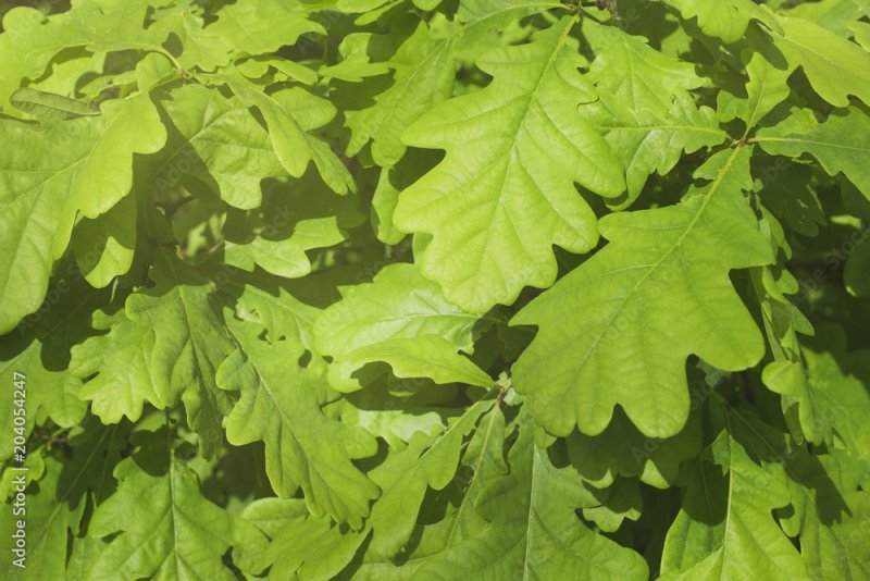 Дубовый лист текстура