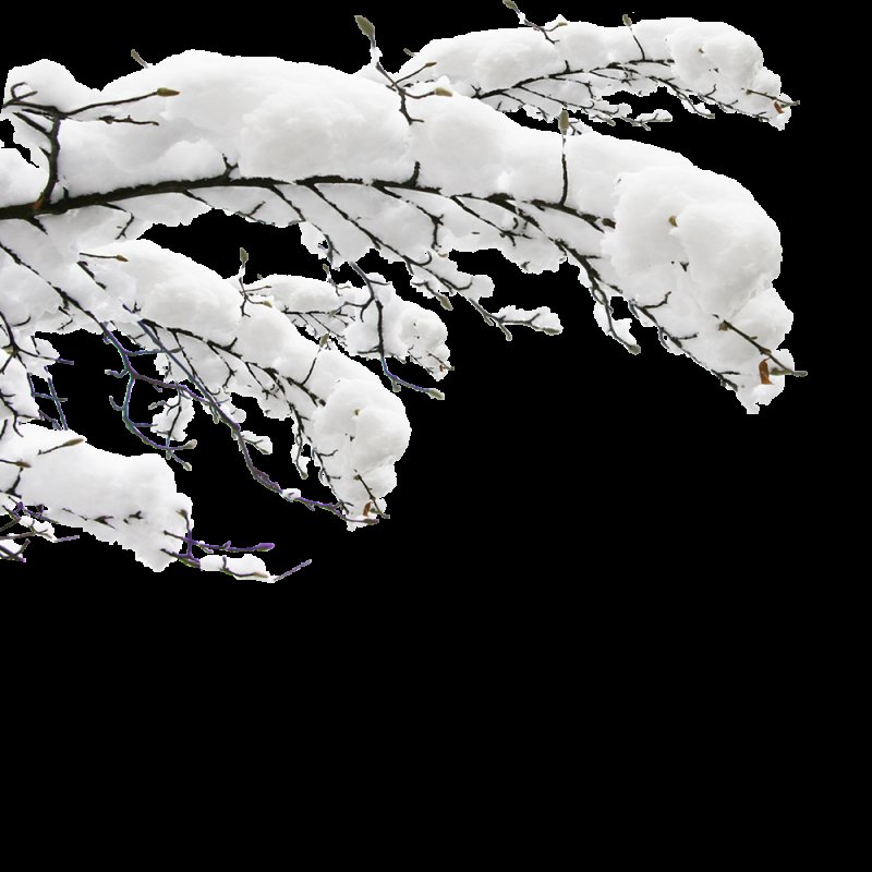 Ветка зимой на прозрачном фоне для фотошопа