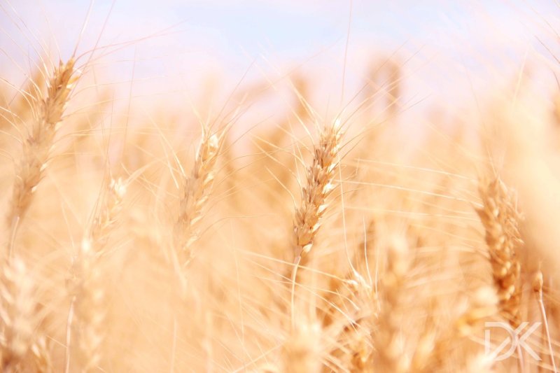 Пшеничное поле