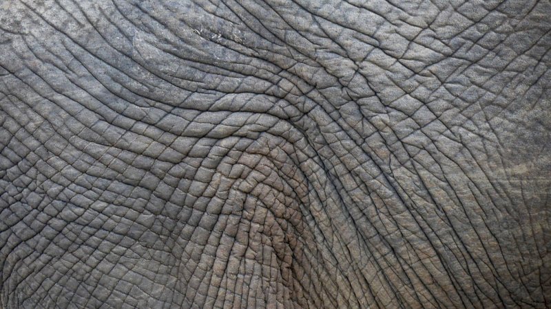 Кожа слона