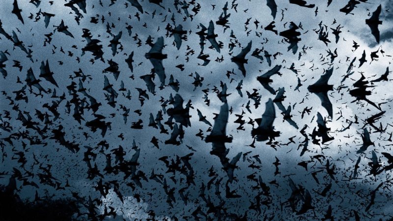 Стая летучих мышей