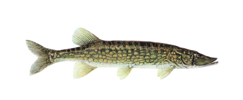 Щука обыкновенная сбоку