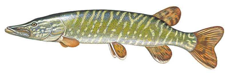 Рыба щука Esox Lucius