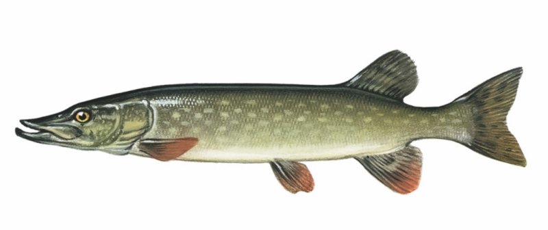 Щука обыкновенная вид сбоку