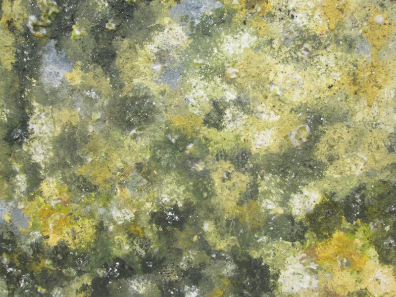 Плесень текстура