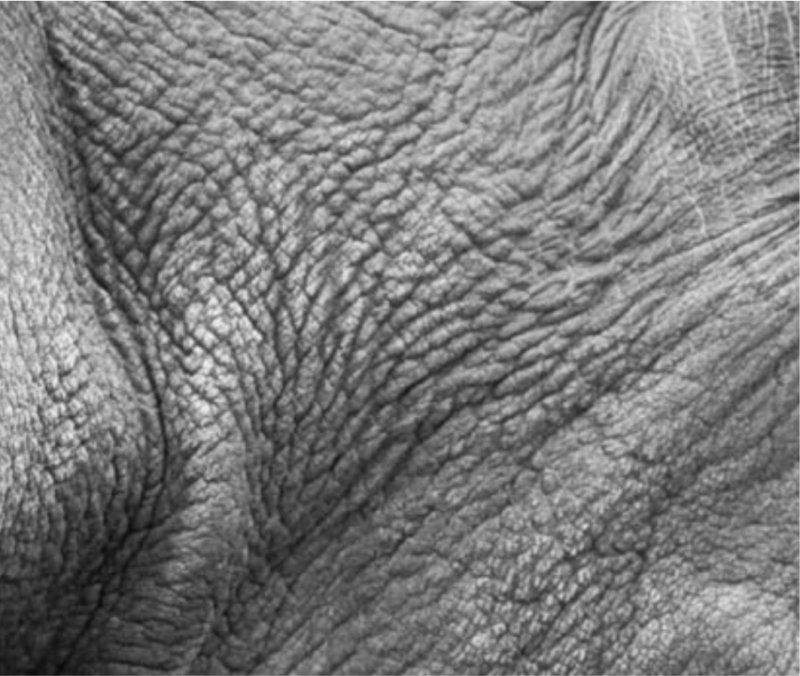 Текстура складок кожи