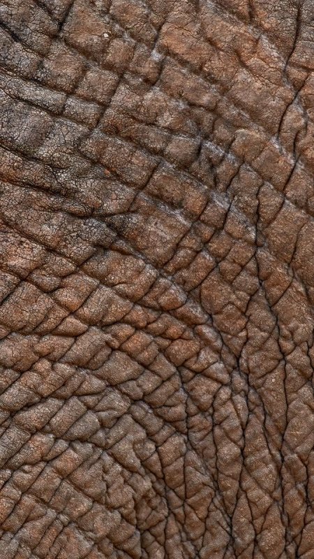 Фактура кожи