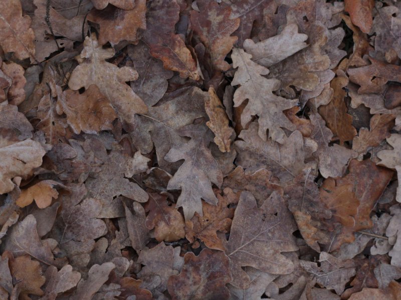 Текстура дубовых листьев