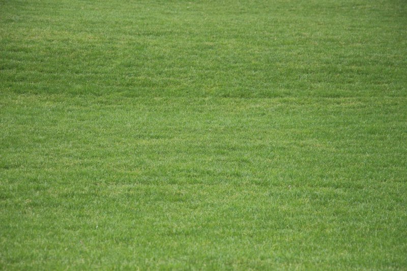 Газон текстура
