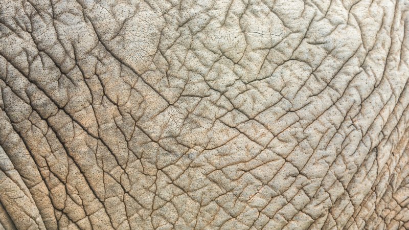 Фактура кожи
