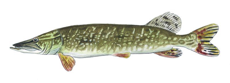 Рыба щука Esox Lucius