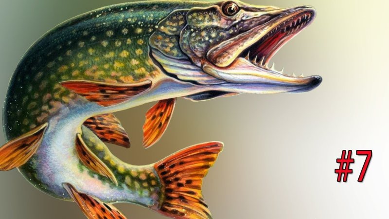 Щука на белом фоне