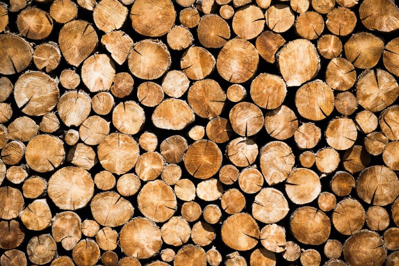 Текстура сруба дерева