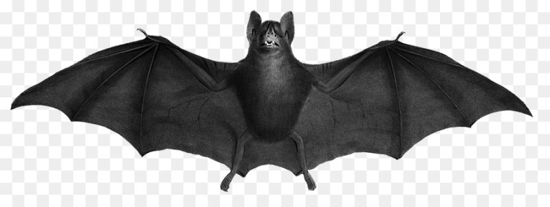 Летучие мыши текстура