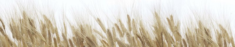 Поле пшеницы