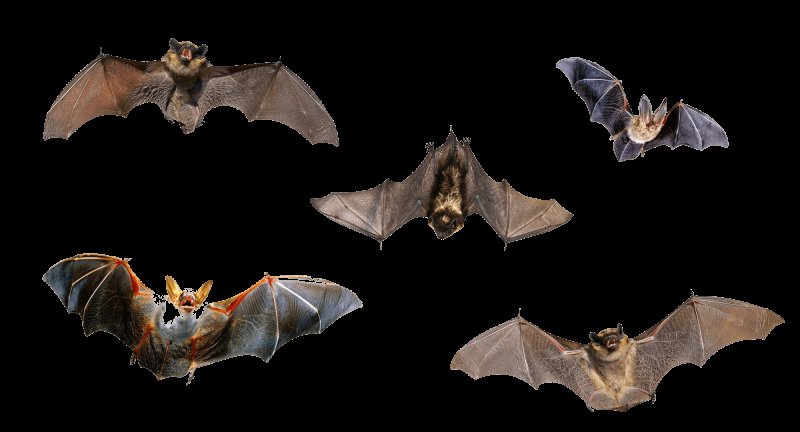 Летучая мышь