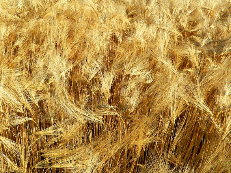 Мякина ячменная