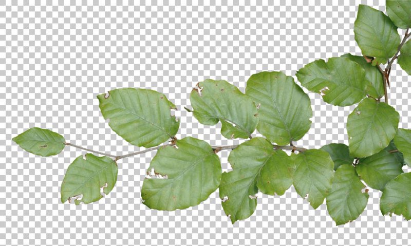 Ветка с листьями