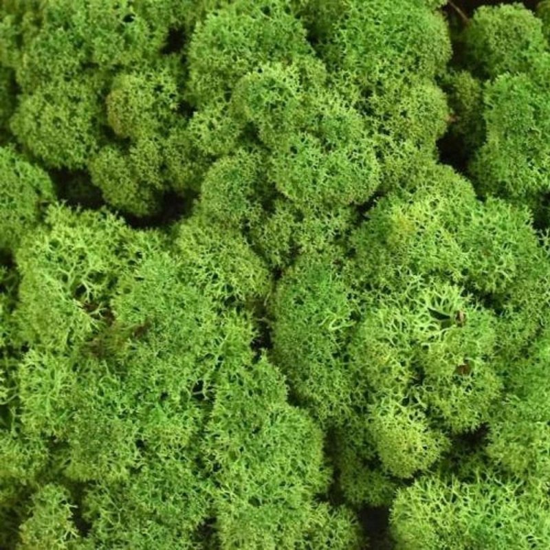 Ягель Spring Green