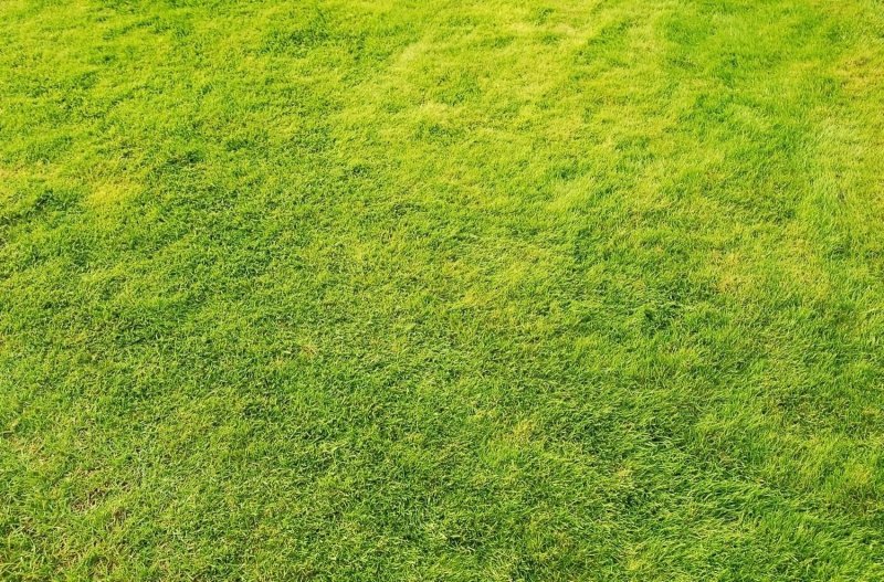 Искусственный газон текстура