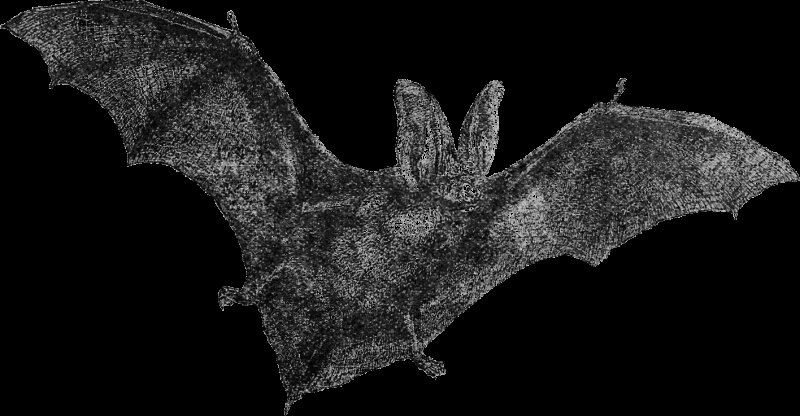 Изображение летучей мыши