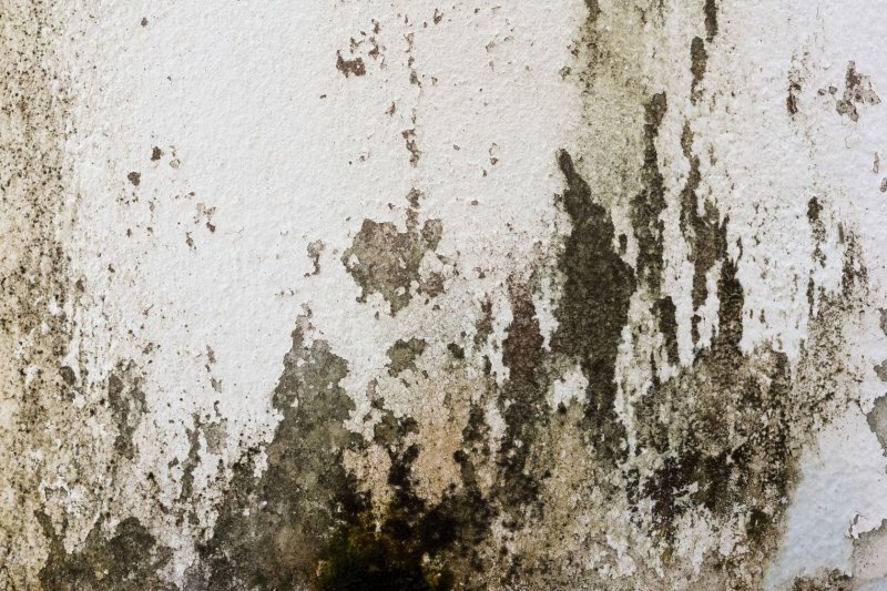 Плесень на стене текстура