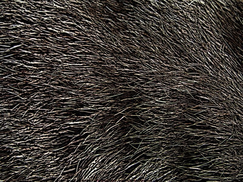 Текстура шерсти