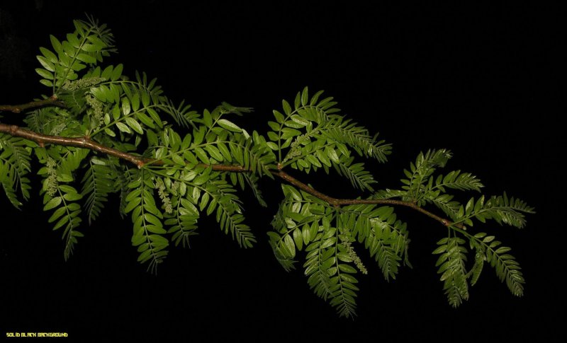 Акация тамаринд