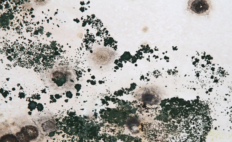 Плесень текстура