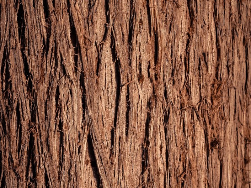 Текстура коры дерева