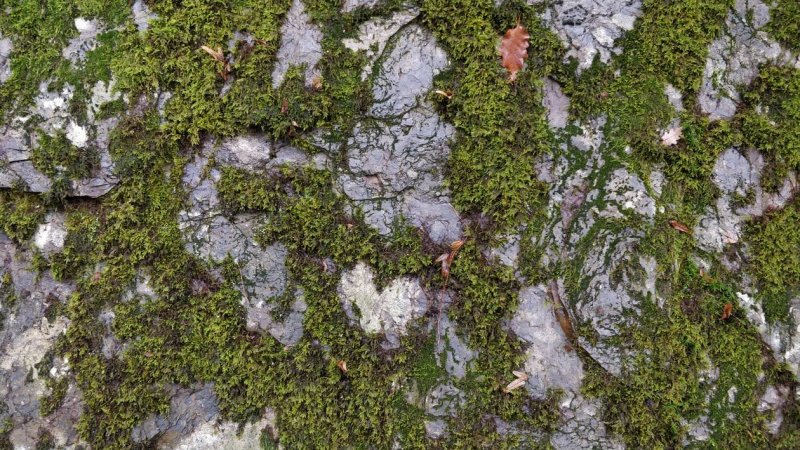 Текстура камня с мхом