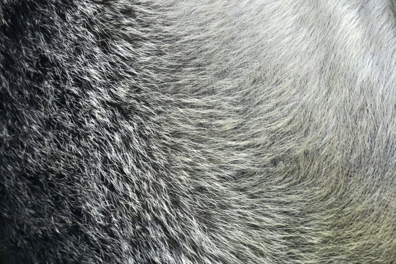 Шерсть волка