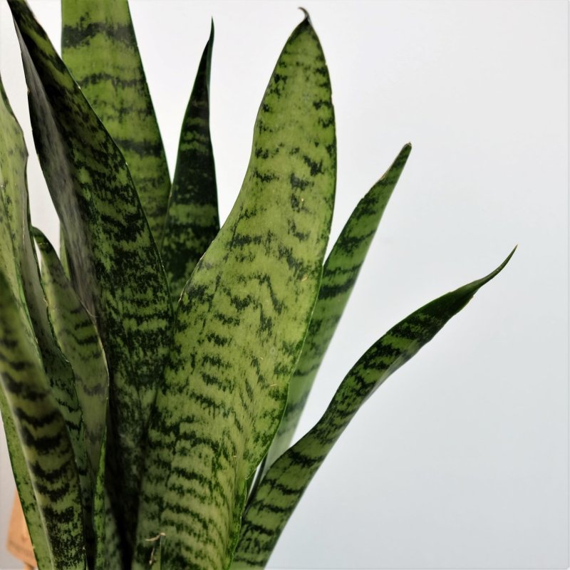 Сансевиерия Лауренти Футура