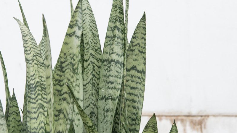 Сансевиерия либерийская (Sansevieria Liberica)