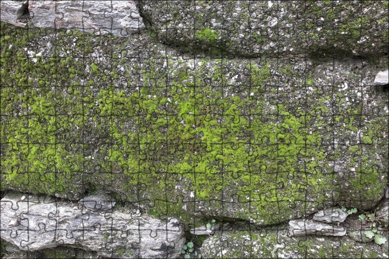 Мох на Камне