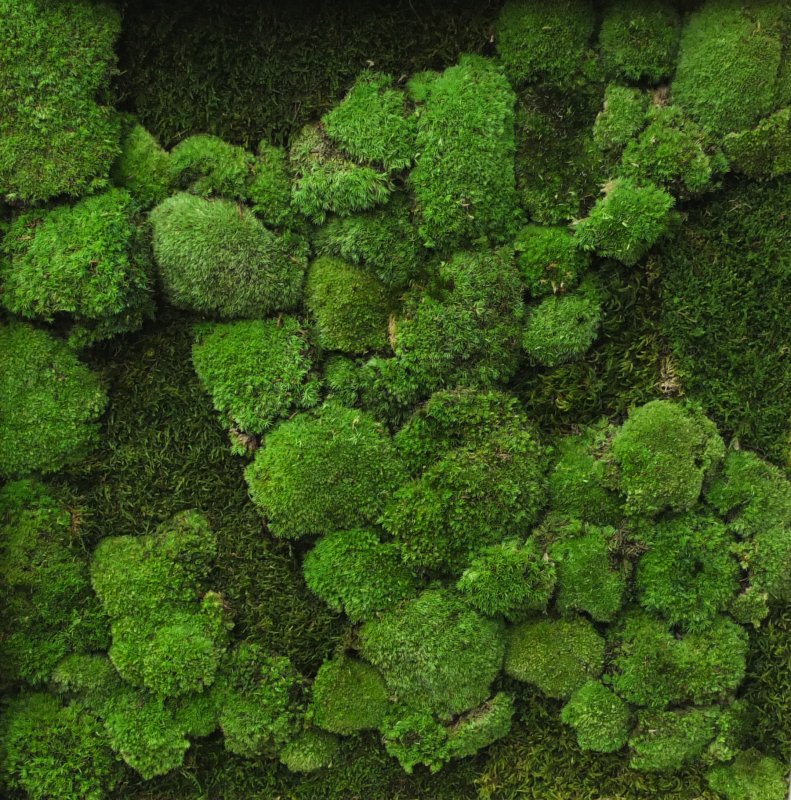 Мох ягель зеленый