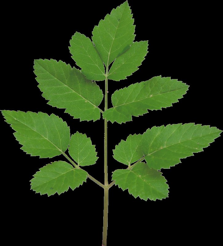 Ветви деревьев с листьями без фона