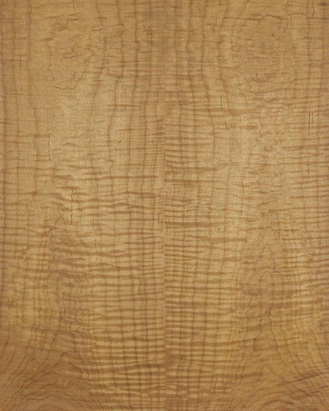 Клен текстура