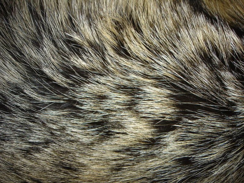 Шерсть животных