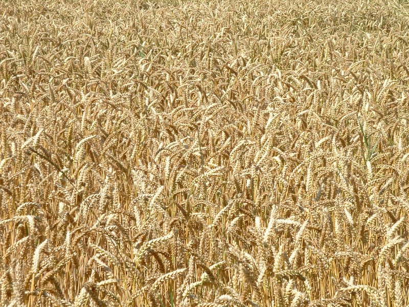 Сено фактура