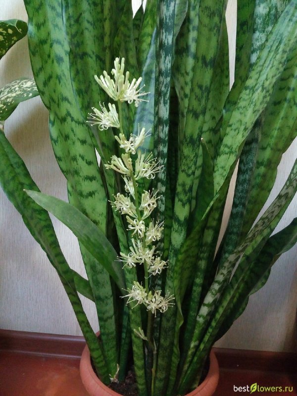 Сансивьерия «щучий хвост»