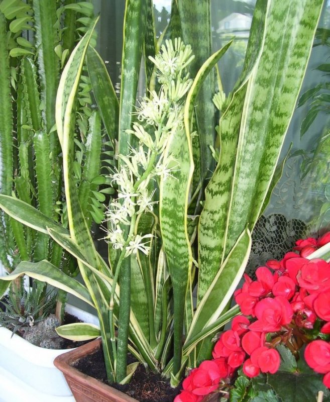 Сансевиерия Тещин язык