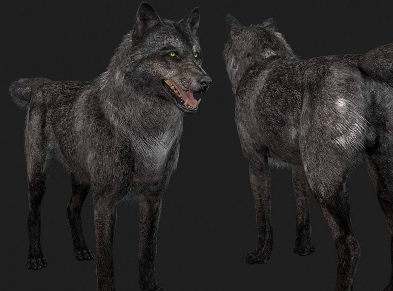 3d model Wolf STL