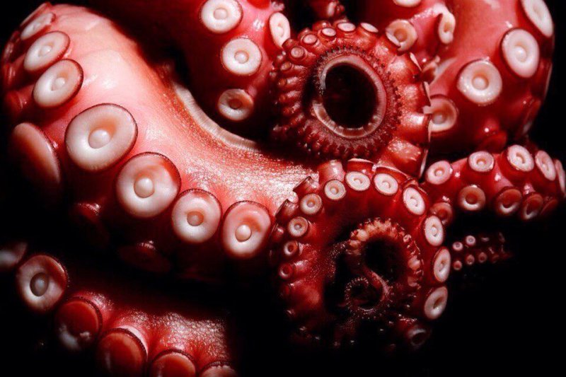 Присоски осьминога