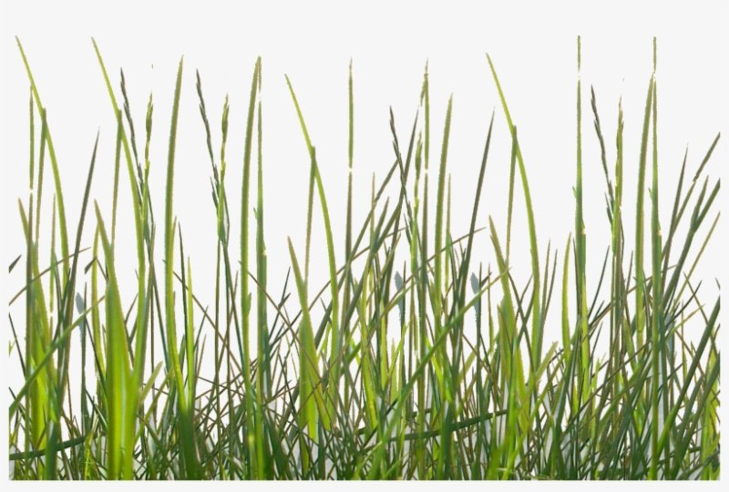 Осока обильнолистная Irish Green